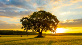 Timeline: Arboles Filogenéticos