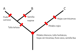 Árbol cladograma