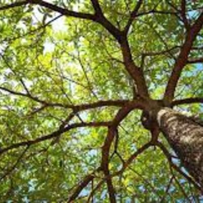 Timeline: Árboles filogenéticos