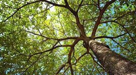 Timeline: Árboles filogenéticos