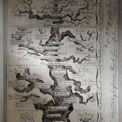 Timeline: Árbol Filogenético