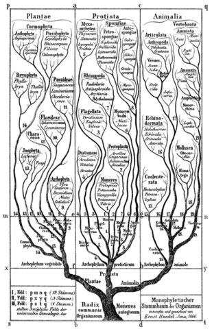 Ernst Heinrich Philipp August Haeckel