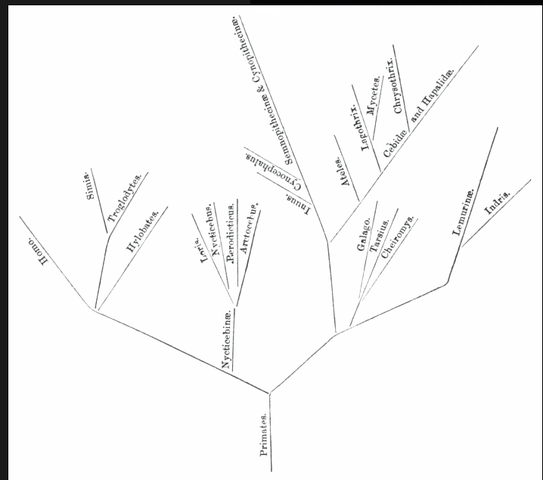 George Jackson Mivart