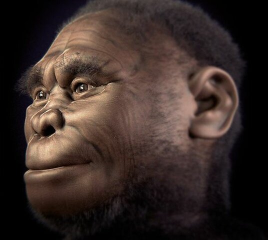 El eslabón perdido de la evolución humana