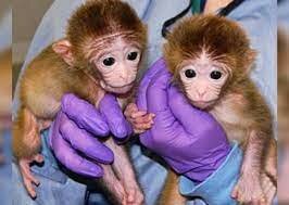 Científicos clonan a un mono rhesus para producir células madre