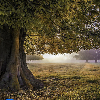 Timeline: Arbol filogenético