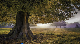 Timeline: Arbol filogenético