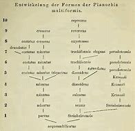 Árbol de Hilgendorf