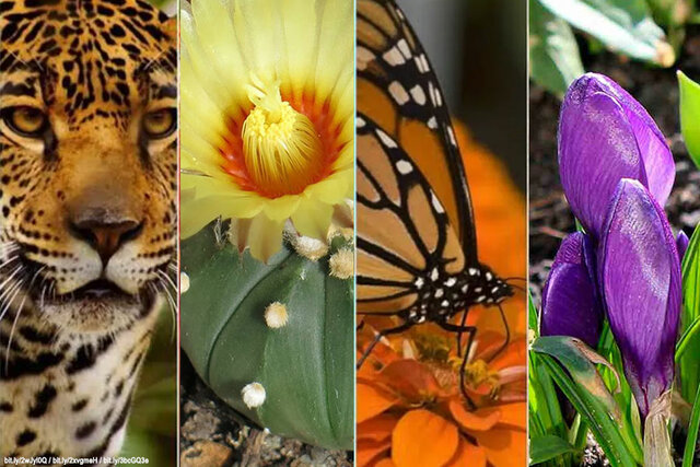 Animales y vegetales