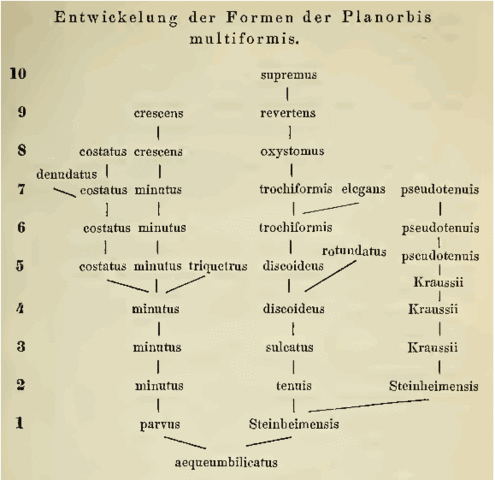 Arbol de Franz Hilgendorf