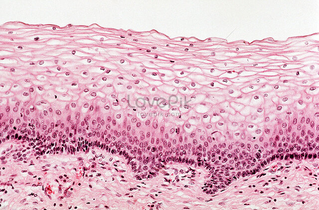 Los tejidos están formados por células