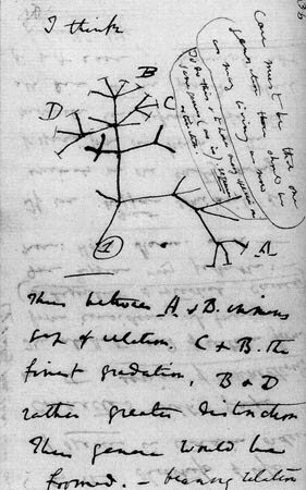Árbol de la vida (Charles Darwin )