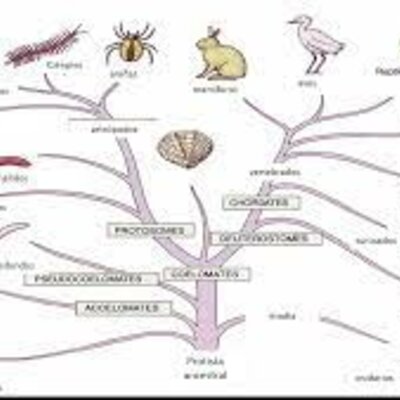 Timeline: arbol filogenetico