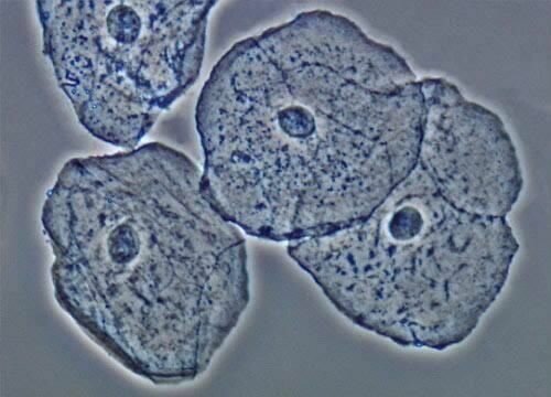Se afirma que los componentes fundamentales de una célula son la membrana, el contenido y el núcleo