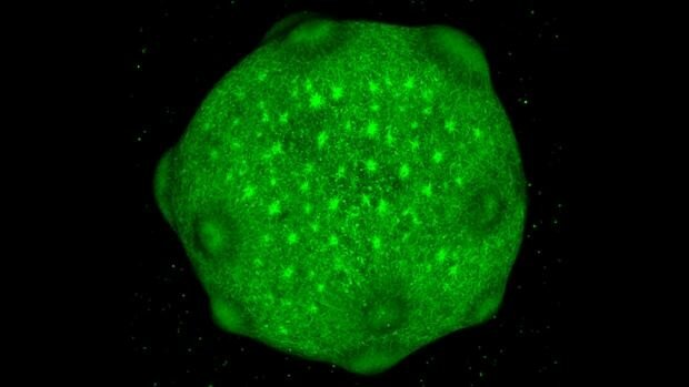 En el mundo de la Neurociencia