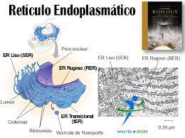 El retículo endoplasmático