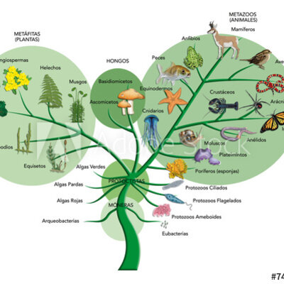 Timeline: Antecedentes primer árbol filogenético