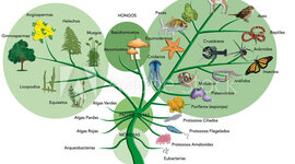 Timeline: Antecedentes primer árbol filogenético