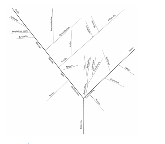 George Jackson Mivart