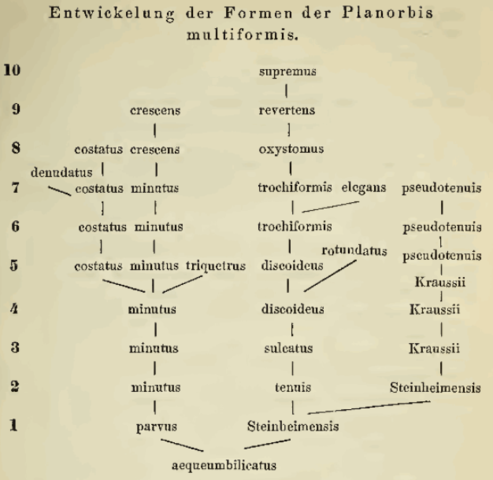 Árbol de Hilgendorf