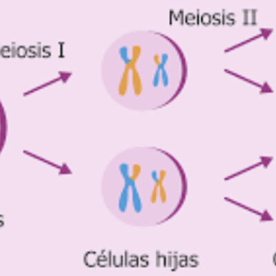 Timeline: Reproducción celular