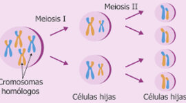 Timeline: Reproducción celular
