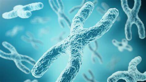 Se identificaron comosomas en células vegetales