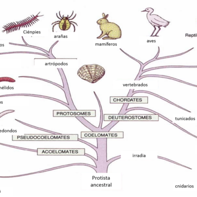 Timeline: Árbol Filogenético