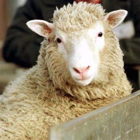 Primera clonación de un animal