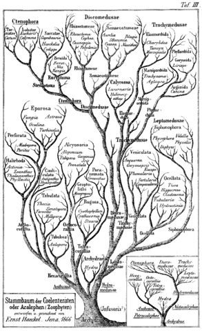 Ernst Heinrich Philipp August Haeckel