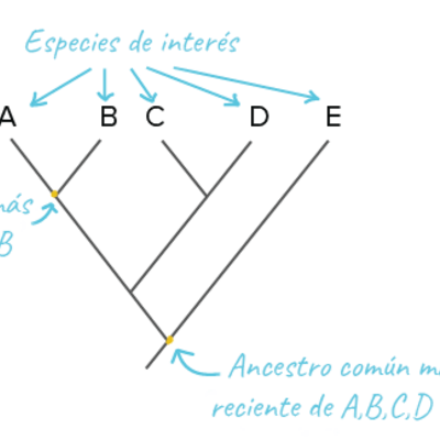 Timeline: Árboles Filogenéticos