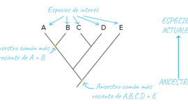 Timeline: Árboles Filogenéticos