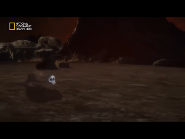 Formación de mamíferos