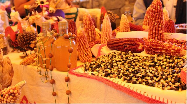 reconocimiento de la importancia del maiz