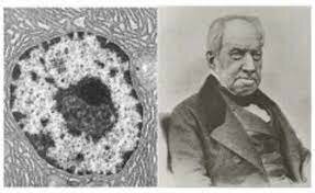 La gestación de la teoría celular