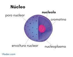 descripcion del nucleolo