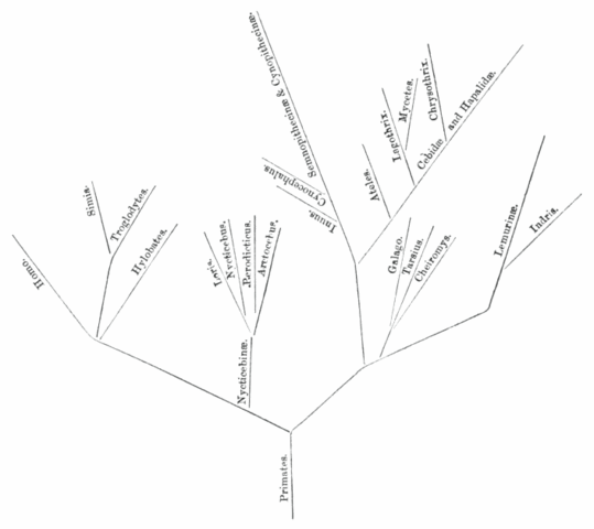 El primer árbol "Darwiniano" en darse a conocer públicamente