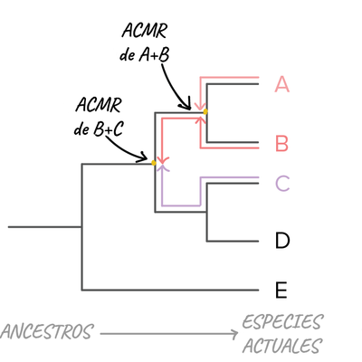 Timeline: arbol filogenetico