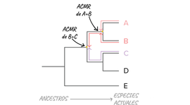 Timeline: arbol filogenetico