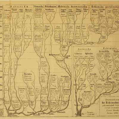 Timeline: Arboles filogenéticos
