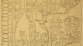 Timeline: Arboles filogenéticos