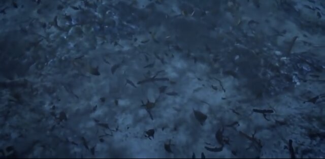 Creación del petróleo