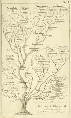 Ernst Heinrich Philipp August Haeckel