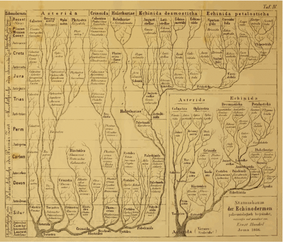 Árbol de la vida (Árbol de Haeckel)