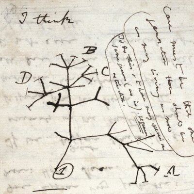 Timeline: Árbol Filogenético