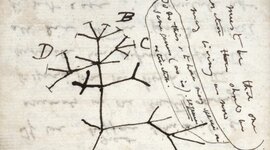 Timeline: Árbol Filogenético