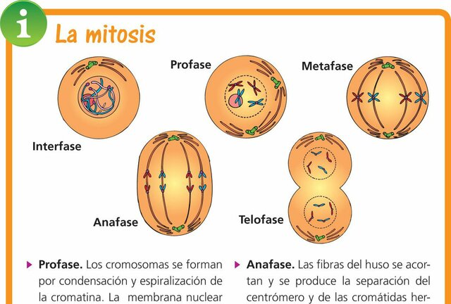 Mitosis