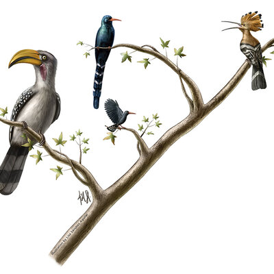 Timeline: Árbol filogenético