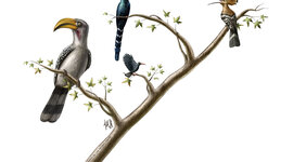 Timeline: Árbol filogenético