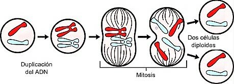 Creación De La Mitosis